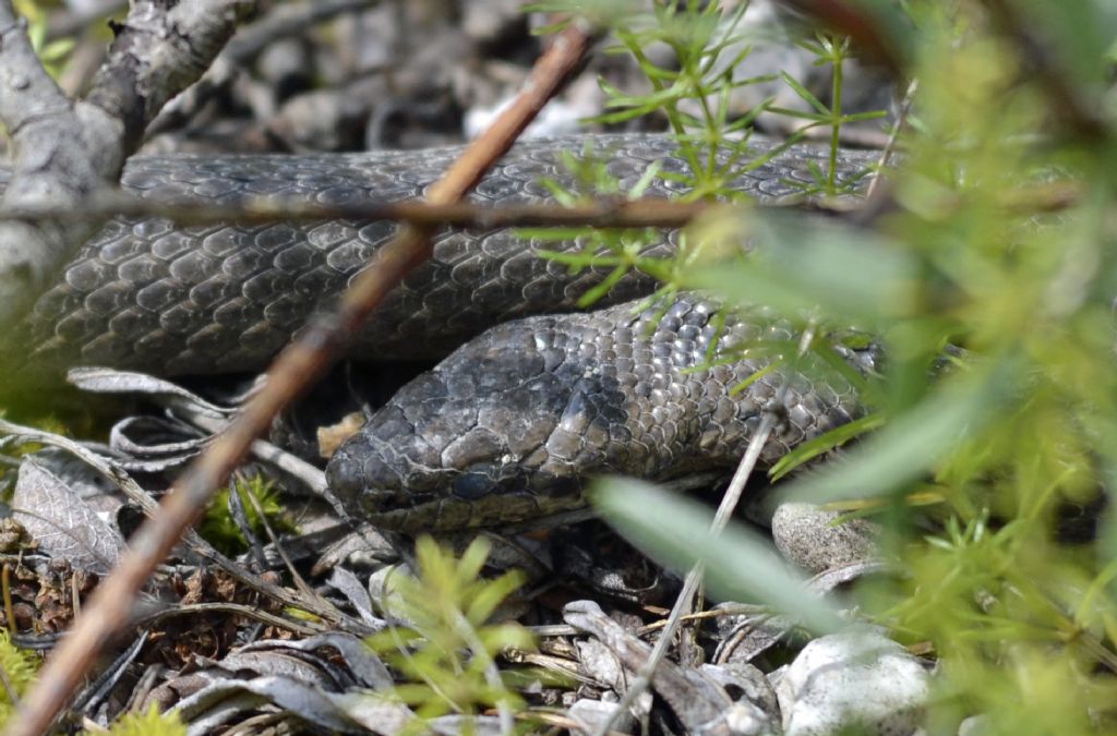 Coronella austriaca in muta